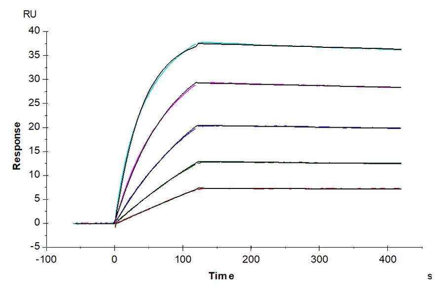 SPR Assay - Recombinant Human DLL3 Protein (N-terminal His Tag) (A330536) - Antibodies.com