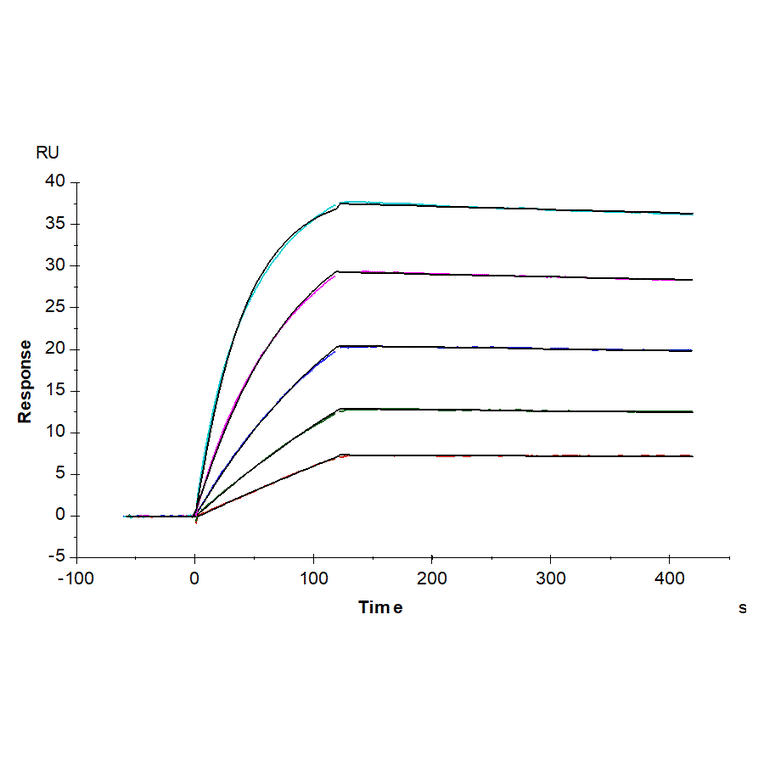 SPR Assay - Recombinant Human DLL3 Protein (N-terminal His Tag) (A330536) - Antibodies.com