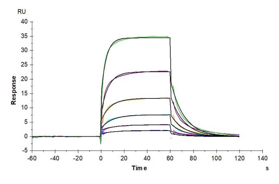 SPR Assay - Recombinant Human DLL4 Protein (C-terminal Human Fc Tag) (A330539) - Antibodies.com