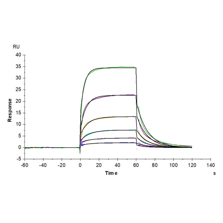 SPR Assay - Recombinant Human DLL4 Protein (C-terminal Human Fc Tag) (A330539) - Antibodies.com