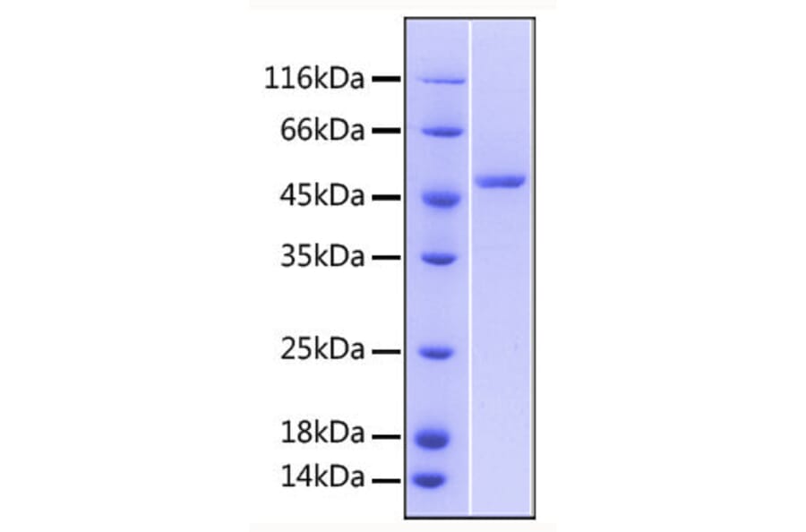 SDS-PAGE - Recombinant Human DR3 Protein (C-terminal Human Fc Tag) (A330545) - Antibodies.com