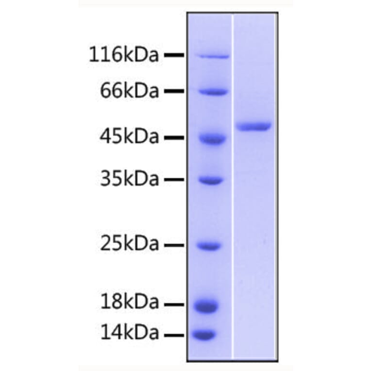 SDS-PAGE - Recombinant Human DR3 Protein (C-terminal Human Fc Tag) (A330545) - Antibodies.com