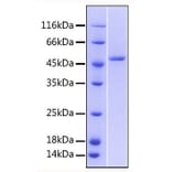 SDS-PAGE - Recombinant Human DR3 Protein (C-terminal Human Fc Tag) (A330545) - Antibodies.com