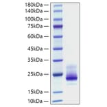 SDS-PAGE - Recombinant Human DR4 Protein (C-terminal His Tag) (A330547) - Antibodies.com
