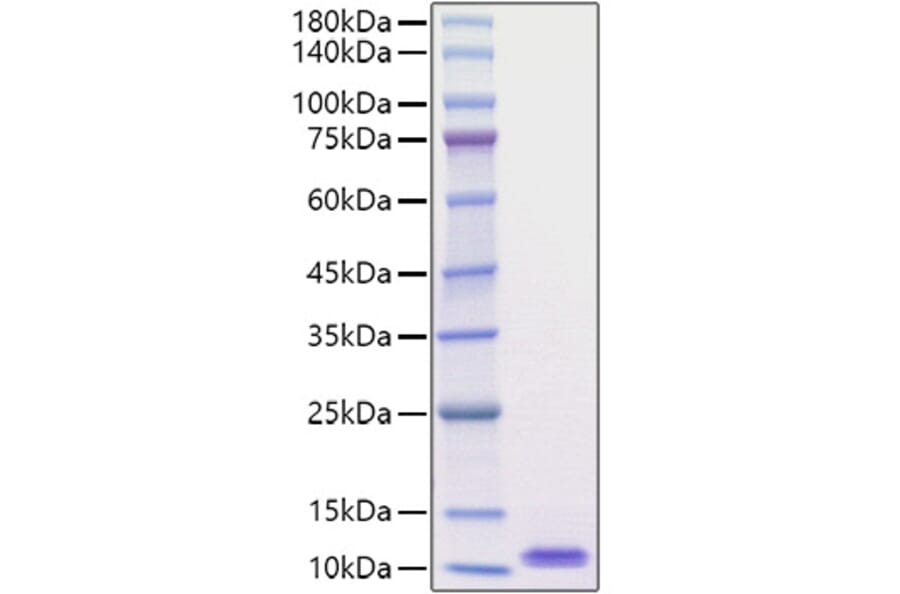SDS-PAGE - Recombinant Mouse EGF Protein (A330554) - Antibodies.com