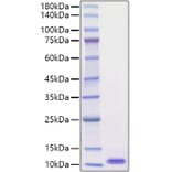 SDS-PAGE - Recombinant Mouse EGF Protein (A330554) - Antibodies.com