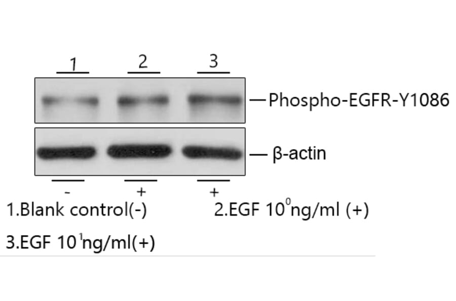 Western Blot - Recombinant Human EGF Protein (C-terminal Human Fc and His Tag) (A330555) - Antibodies.com