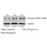 Western Blot - Recombinant Human EGF Protein (C-terminal Human Fc and His Tag) (A330555) - Antibodies.com