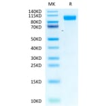 Tris-Bis PAGE - Recombinant Human EGFR Protein (Biotin) (C-terminal His and Avi Tag) (A330558) - Antibodies.com