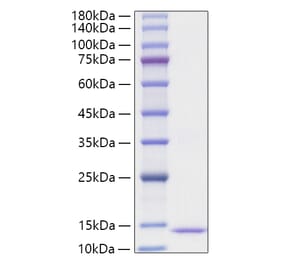 SDS-PAGE - Recombinant Human Eotaxin 2 Protein (A330566) - Antibodies.com