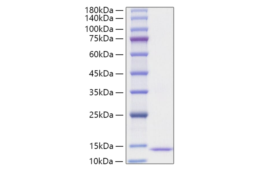 SDS-PAGE - Recombinant Human Eotaxin 2 Protein (A330566) - Antibodies.com