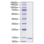 SDS-PAGE - Recombinant Human Eotaxin 2 Protein (A330566) - Antibodies.com