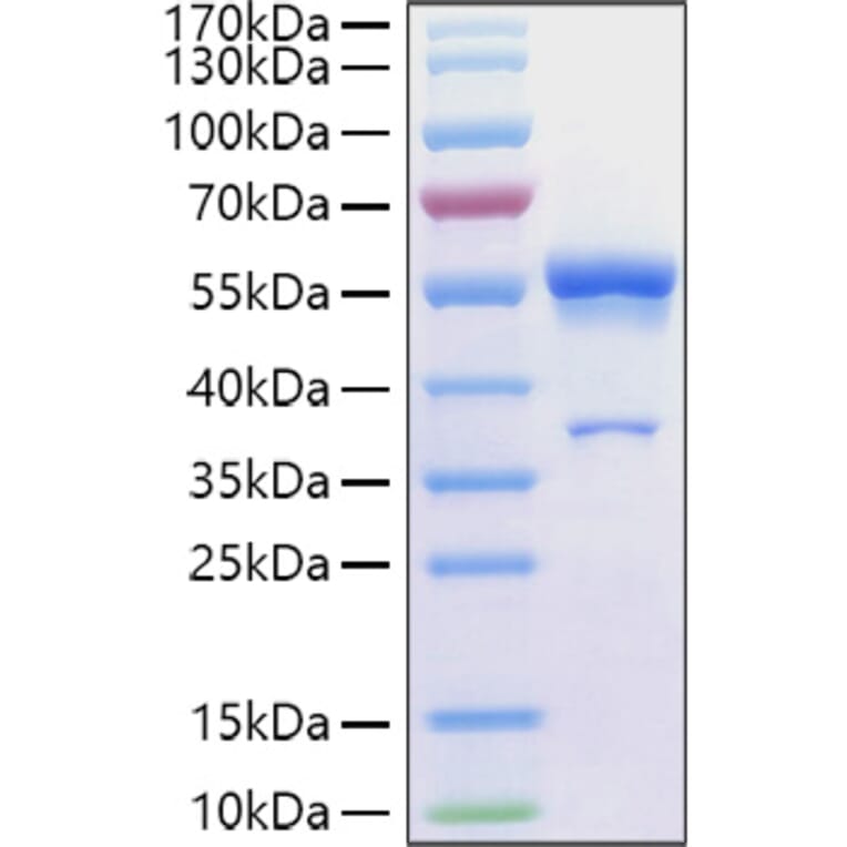 SDS-PAGE - Recombinant Human Ephrin A1 Protein (C-terminal Human Fc Tag) (A330577) - Antibodies.com