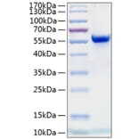 SDS-PAGE - Recombinant Human Ephrin A4 Protein (C-terminal Human Fc and His Tag) (A330580) - Antibodies.com