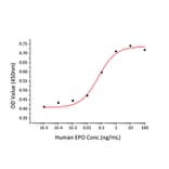Proliferation Assay - Recombinant Human EPO Protein (C-terminal His Tag) (A330584) - Antibodies.com