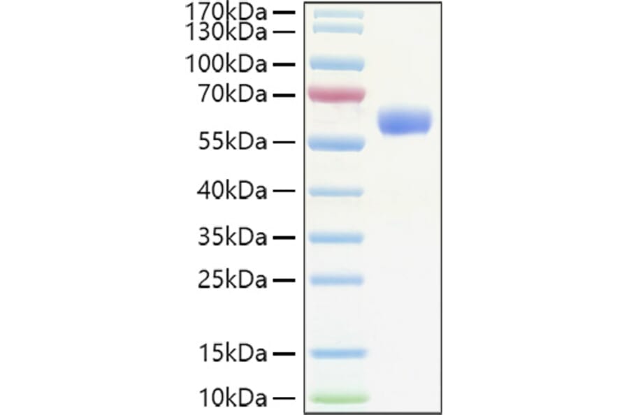 SDS-PAGE - Recombinant Human EPO Protein (C-terminal Human Fc Tag) (A330585) - Antibodies.com