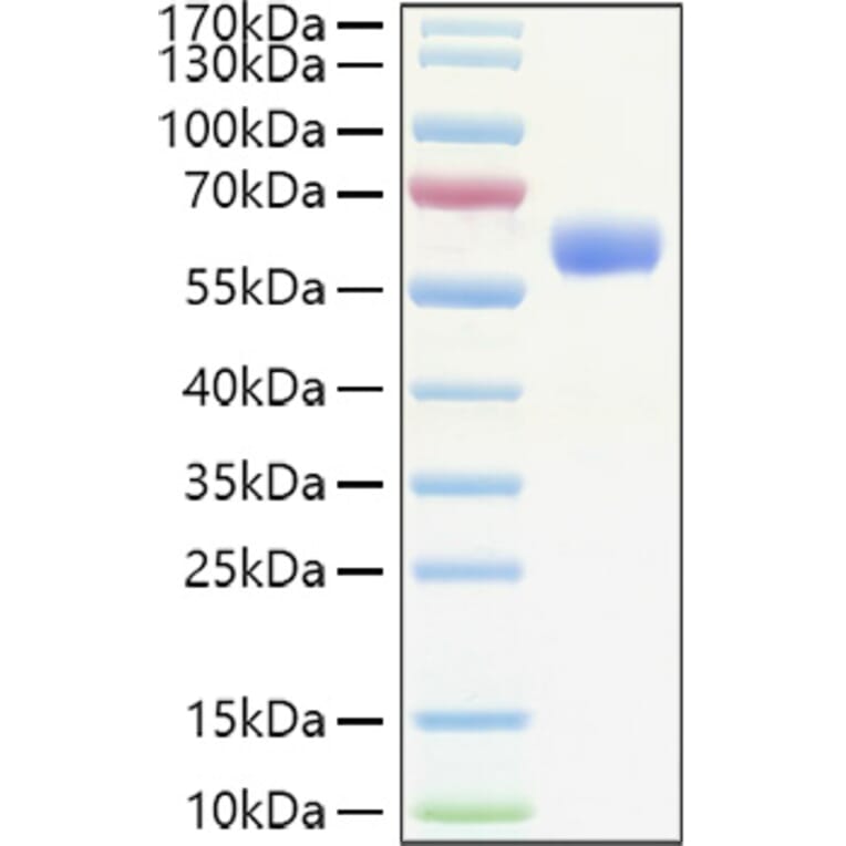 SDS-PAGE - Recombinant Human EPO Protein (C-terminal Human Fc Tag) (A330585) - Antibodies.com