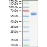 SDS-PAGE - Recombinant Human EPO Protein (C-terminal Human Fc Tag) (A330585) - Antibodies.com