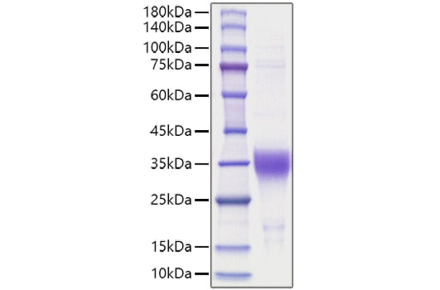 SDS-PAGE - Recombinant Human EPO Protein (A330586) - Antibodies.com