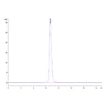 SEC-HPLC - Recombinant Human ErbB2 Protein (C-terminal Human Fc Tag) (A330592) - Antibodies.com