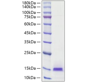 SDS-PAGE - Recombinant Human Estrogen Inducible Protein pS2 Protein (C-terminal His Tag) (A330599) - Antibodies.com