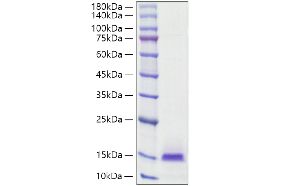 SDS-PAGE - Recombinant Human Estrogen Inducible Protein pS2 Protein (C-terminal His Tag) (A330599) - Antibodies.com
