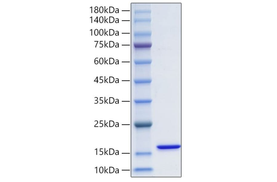 SDS-PAGE - Recombinant Human FABP3 Protein (N-terminal His Tag) (A330602) - Antibodies.com