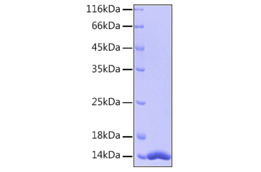 SDS-PAGE - Recombinant Human FABP4 Protein (A330603) - Antibodies.com