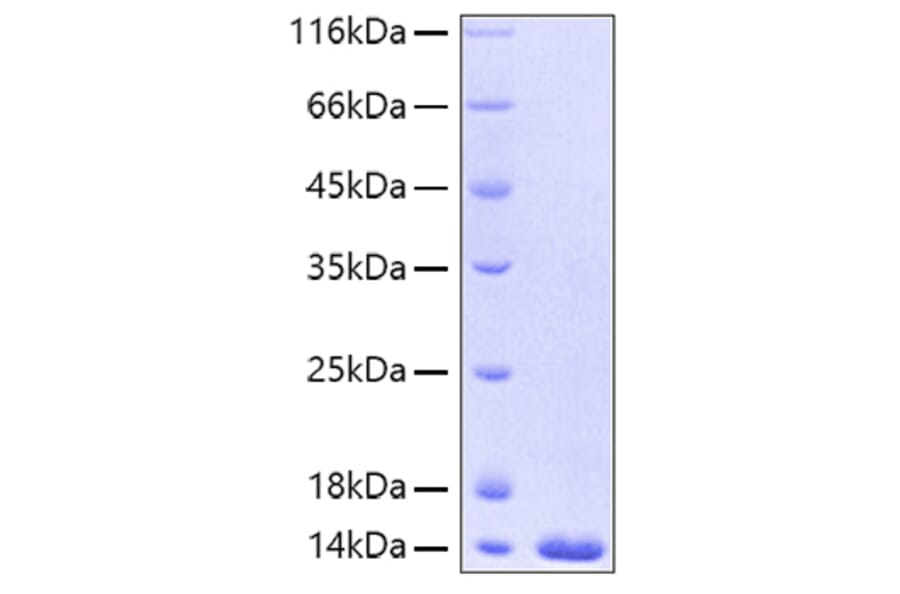 SDS-PAGE - Recombinant Human FABP4 Protein (A330604) - Antibodies.com