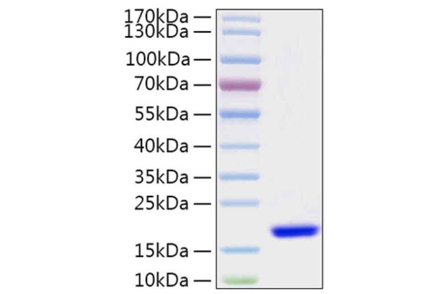 SDS-PAGE - Recombinant Human FABP7 Protein (N-terminal His Tag) (A330606) - Antibodies.com