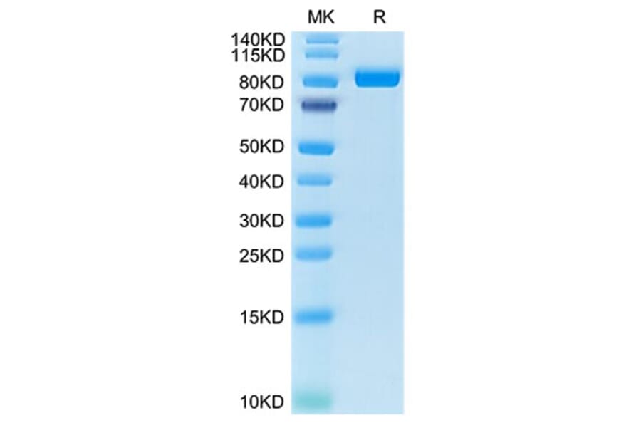 Tris-Bis PAGE - Recombinant Cynomolgus macaque FAP Protein (N-terminal His Tag) (A330609) - Antibodies.com