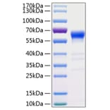 SDS-PAGE - Recombinant Human Fas Protein (C-terminal Human Fc and His Tag) (A330612) - Antibodies.com