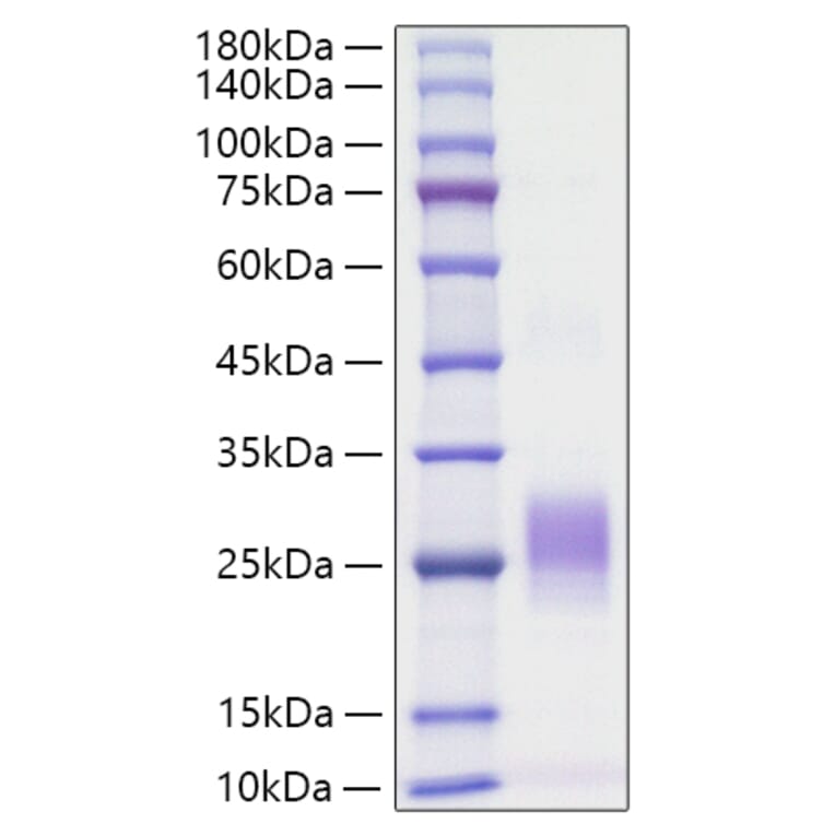 SDS-PAGE - Recombinant Human Fas Ligand Protein (N-terminal His Tag) (A330613) - Antibodies.com