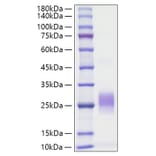 SDS-PAGE - Recombinant Human Fas Ligand Protein (N-terminal His Tag) (A330613) - Antibodies.com