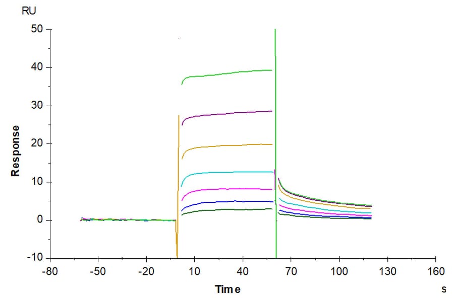 SPR Assay - Recombinant Human FcRn + beta 2 Microglobulin Protein (Biotin) (C-terminal His and Avi Tag) (A330618) - Antibodies.com