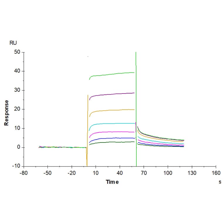 SPR Assay - Recombinant Human FcRn + beta 2 Microglobulin Protein (Biotin) (C-terminal His and Avi Tag) (A330618) - Antibodies.com