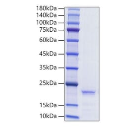 SDS-PAGE - Recombinant Human Ferritin Protein (A330619) - Antibodies.com