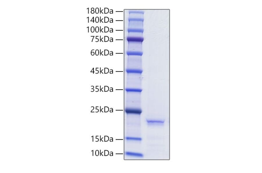 SDS-PAGE - Recombinant Human Ferritin Protein (A330619) - Antibodies.com