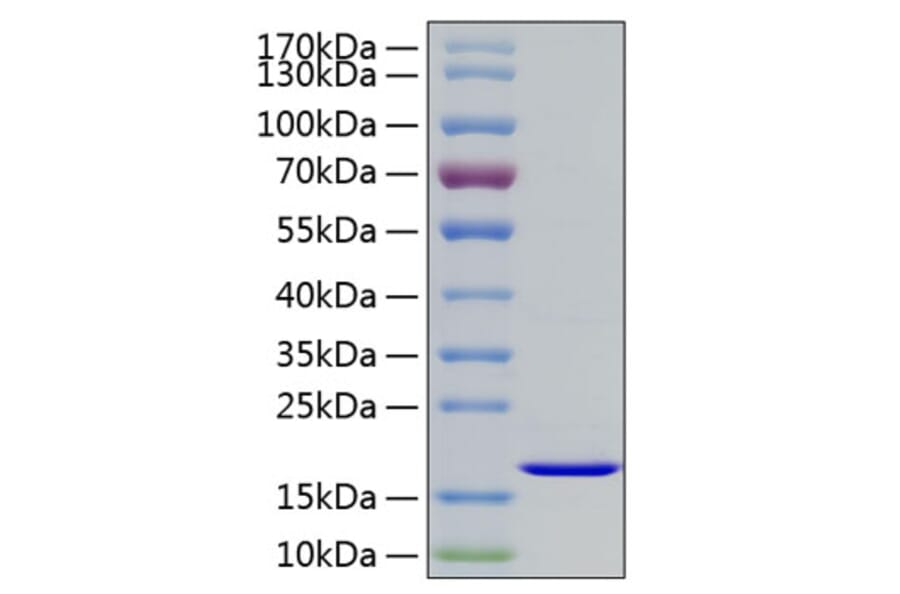 SDS-PAGE - Recombinant Human FGF2 Protein (A330626) - Antibodies.com