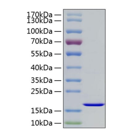 SDS-PAGE - Recombinant Human FGF2 Protein (A330626) - Antibodies.com