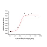 Proliferation Assay - Recombinant Human FGF2 Protein (A330626) - Antibodies.com
