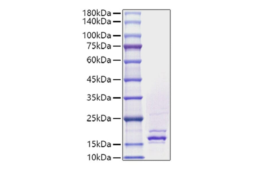 SDS-PAGE - Recombinant Human FGF4 Protein (A330630) - Antibodies.com