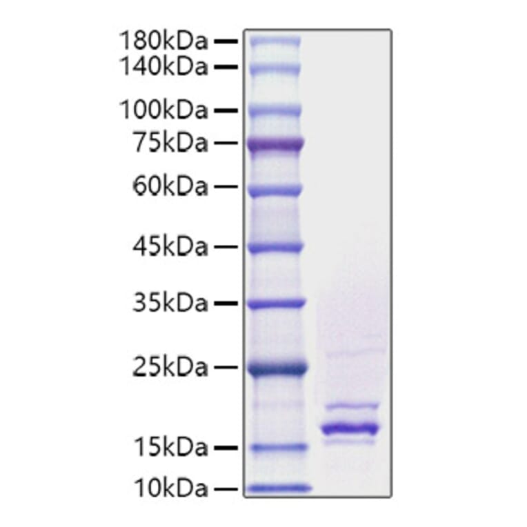 SDS-PAGE - Recombinant Human FGF4 Protein (A330630) - Antibodies.com