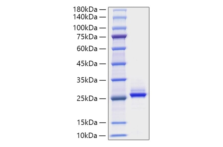 SDS-PAGE - Recombinant Human FGF9 Protein (A330633) - Antibodies.com