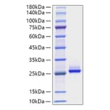 SDS-PAGE - Recombinant Human FGF9 Protein (A330633) - Antibodies.com