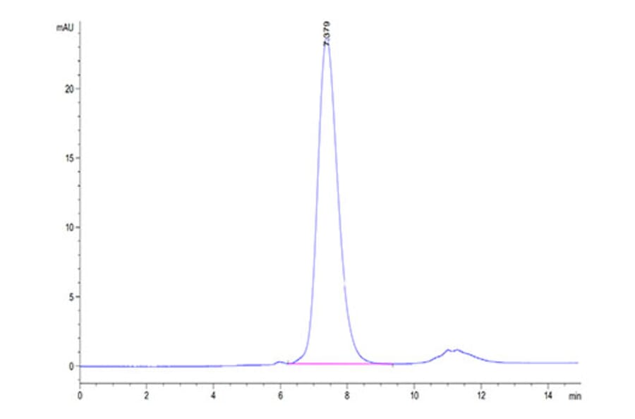 SEC-HPLC - Recombinant Human FGFR2 Protein (C-terminal His Tag) (A330638) - Antibodies.com