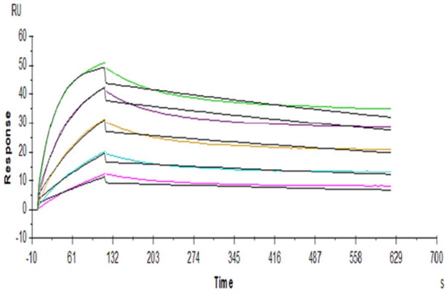 SPR Assay - Recombinant Human FGFR2 Protein (C-terminal His Tag) (A330643) - Antibodies.com