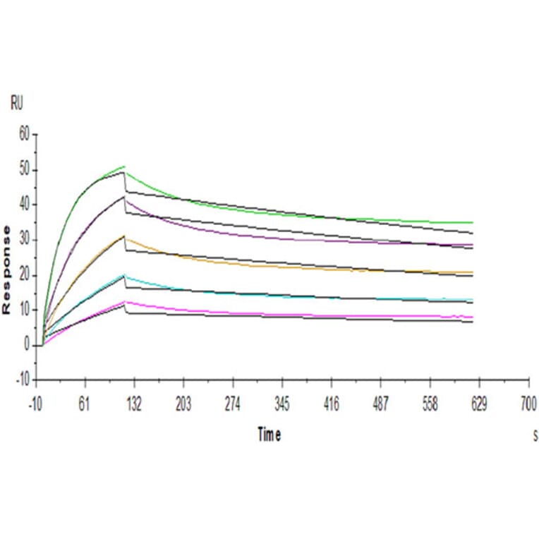 SPR Assay - Recombinant Human FGFR2 Protein (C-terminal His Tag) (A330643) - Antibodies.com