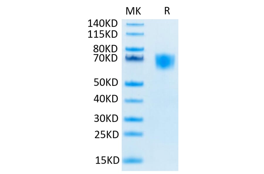 Tris-Bis PAGE - Recombinant Human FGFR3 Protein (Biotin) (C-terminal His and Avi Tag) (A330645) - Antibodies.com