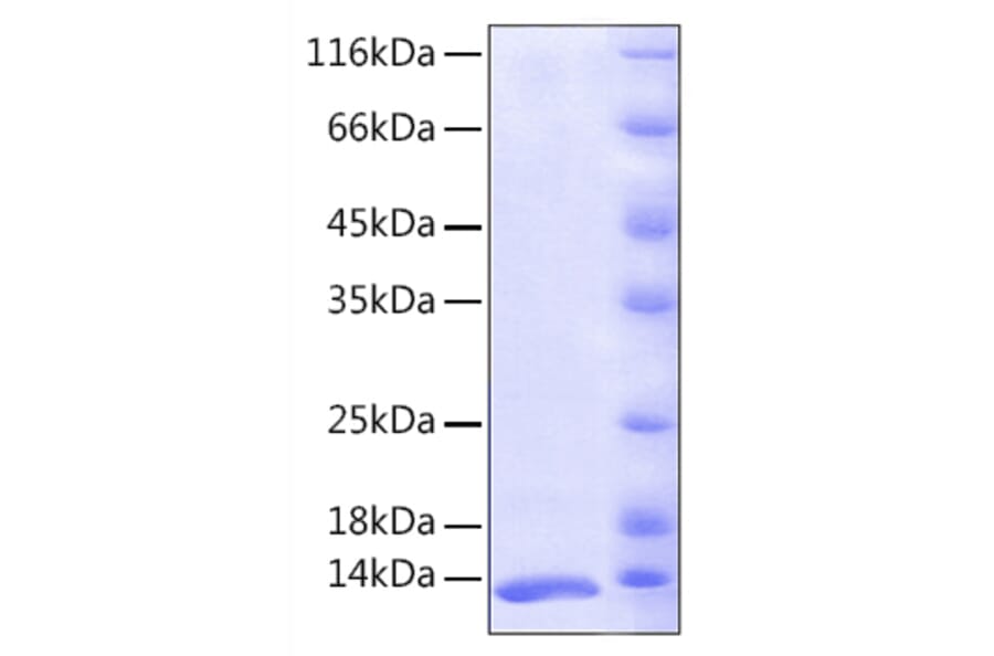 SDS-PAGE - Recombinant Human FKBP12 Protein (A330659) - Antibodies.com